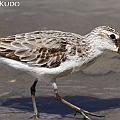 Broad-billed Sandpiper Possible 1S-2W transition キリアイ<br />Canon EOS 7D + EF400 F5.6L